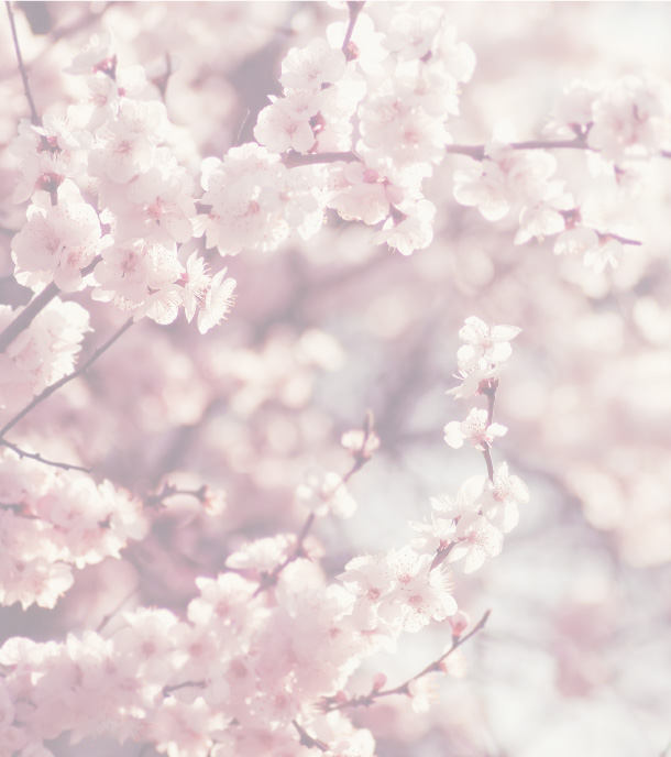 山桜イメージ