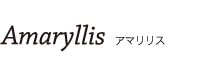 Amaryllis アマリリス