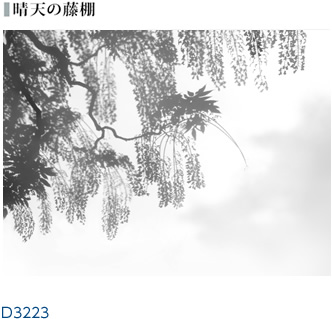 晴天の藤棚