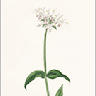 D8257