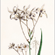 D8258