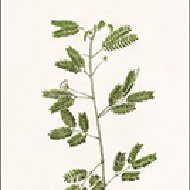 D8259