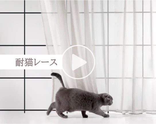 耐猫レース動画のサムネイル画像