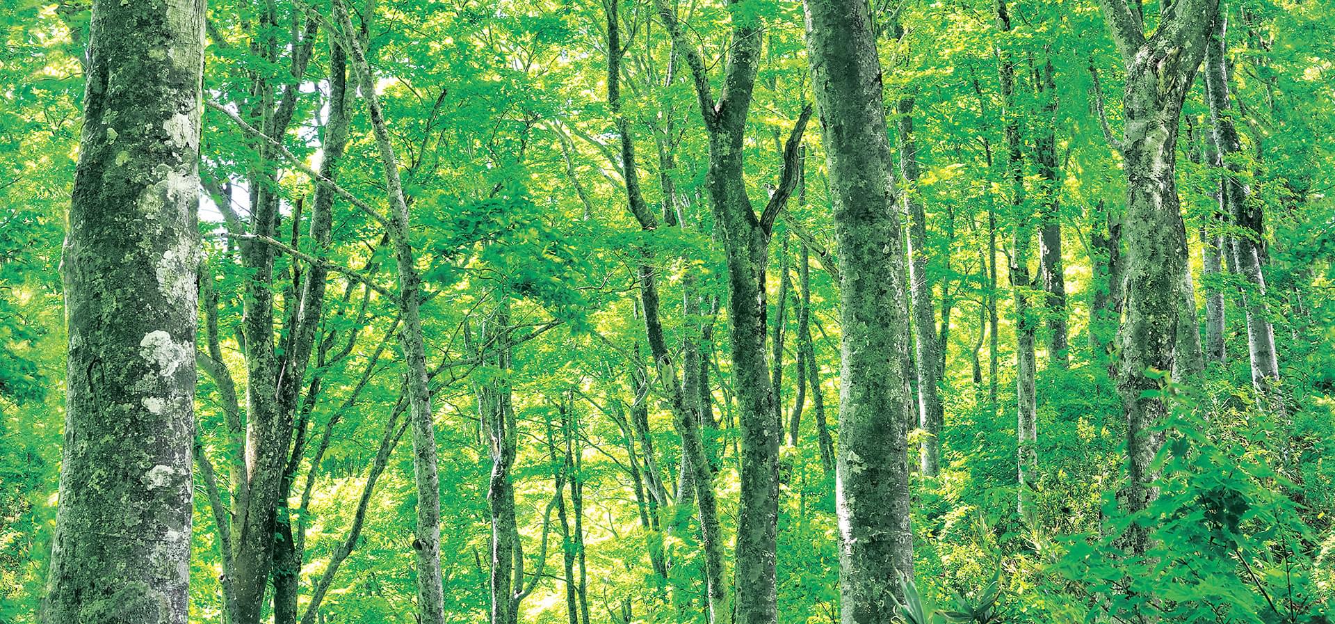 D44052｜リリカラ デジタル・デコ 2025-｜カタログ紹介：壁紙