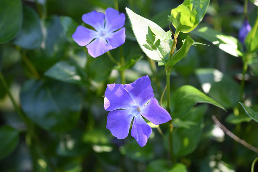 ツルニチニチソウの花