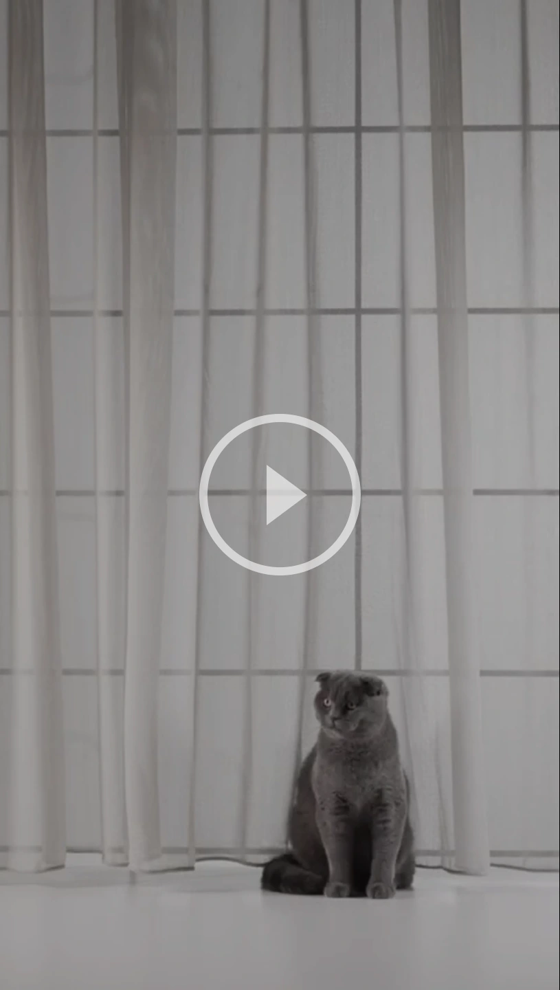 耐猫レースの紹介動画サムネイル