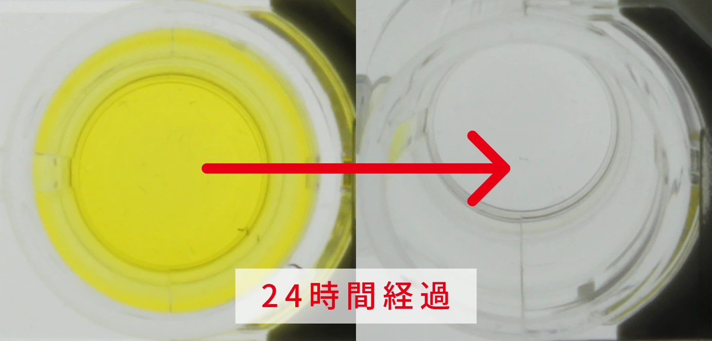 スギタンパク質による発色試験　アースプラスTMありの画像