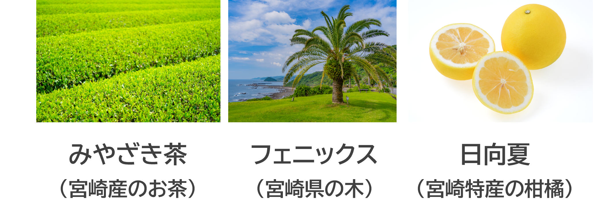 宮崎の特産物(みやざき茶・フェニックス・日向夏)