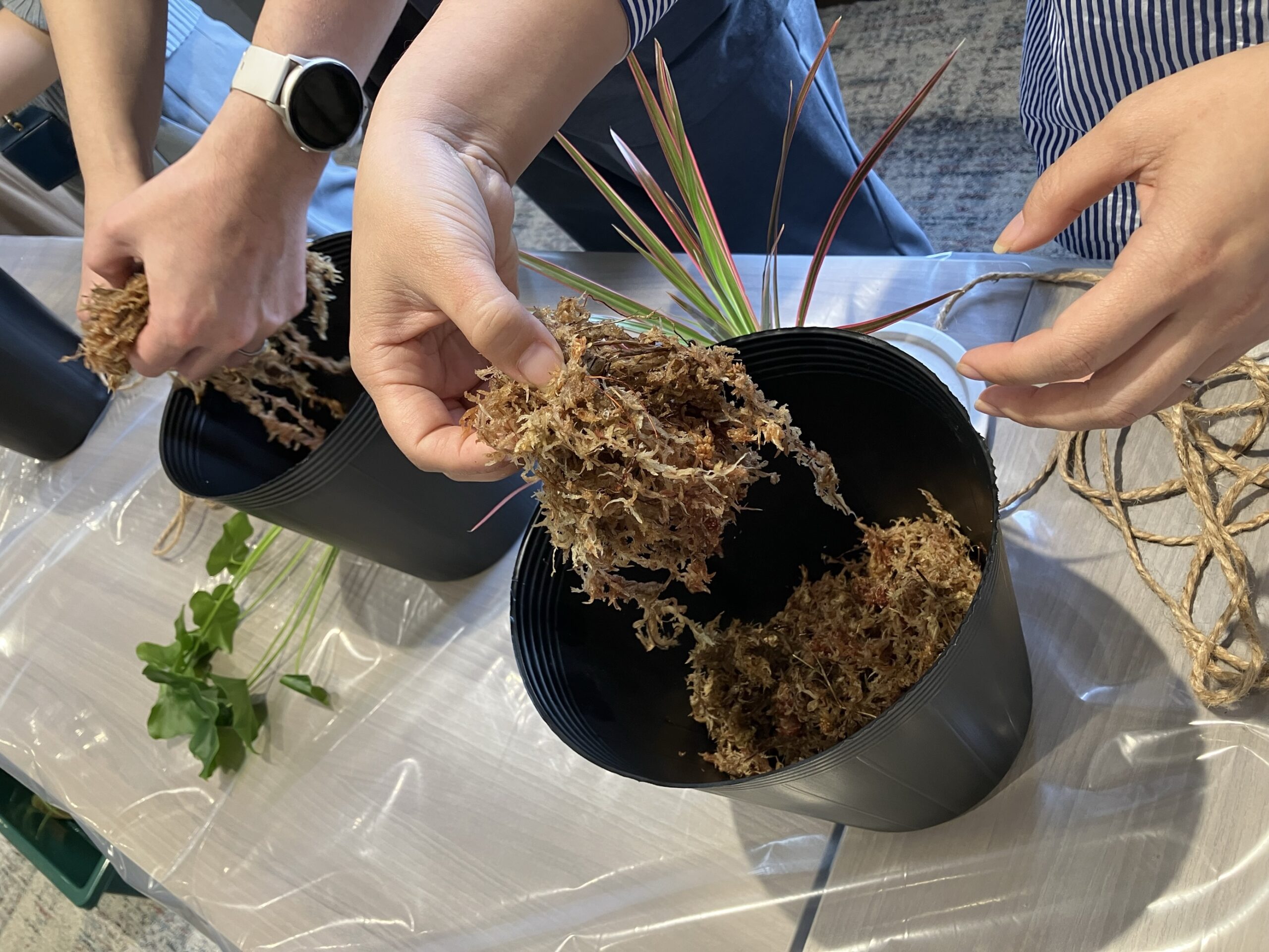 苔玉づくりの写真