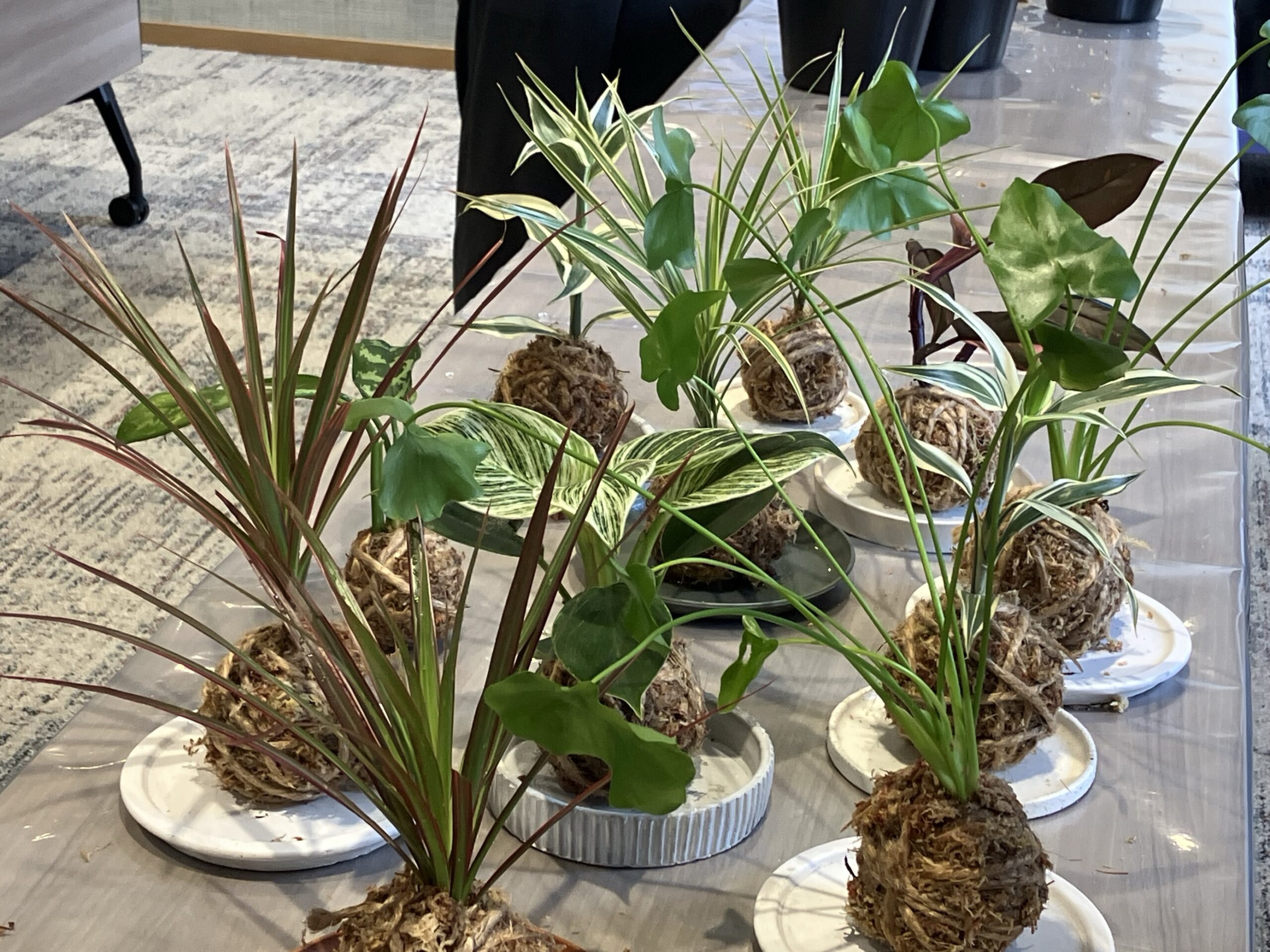 苔玉づくりの写真